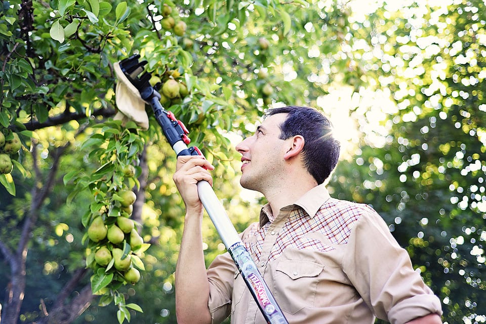 Man harvesting fruit from trees
